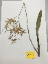 (Oncidium cirrhosum - AP-6945)  @11 [ ] Copyright (2014) Unspecified Columbus State University