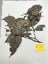 (Myrcianthes sp - AP-6949)  @11 [ ] Copyright (2014) Unspecified Columbus State University