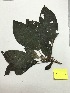  (Drymonia sp - AP-6958)  @11 [ ] Copyright (2014) Unspecified Columbus State University