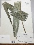  (Attalea - TAG-430406)  @11 [ ] Copyright (2016) Unspecified Columbus State University