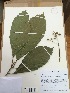  (Tetrorchidium cf. macrophyllum - AP-2973)  @11 [ ] Copyright (2015) Unspecified Columbus State University