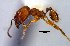  (Pheidole sp12 - MECN-EN-HYM6218)  @11 [ ] CreativeCommons - Attribution Share-Alike (2023) Unspecified Instituto Nacional de Biodiversidad, Ecuador