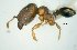 (Pheidole sp40 - MECN-EN-HYM6269)  @11 [ ] CreativeCommons - Attribution Share-Alike (2023) Unspecified Instituto Nacional de Biodiversidad, Ecuador
