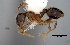  (Pheidole sp50 - MECN-EN-HYM6775)  @11 [ ] CreativeCommons - Attribution Share-Alike (2023) Unspecified Instituto Nacional de Biodiversidad, Ecuador