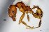  (Pheidole sp24 - MECN-EN-HYM6832)  @11 [ ] CreativeCommons - Attribution Share-Alike (2023) Unspecified Instituto Nacional de Biodiversidad, Ecuador