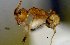  (Pheidole sp25 - MECN-EN-HYM6855)  @11 [ ] CreativeCommons - Attribution Share-Alike (2023) Unspecified Instituto Nacional de Biodiversidad, Ecuador