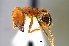  (Pheidole sp6 - MECN-EN-HYM6862)  @11 [ ] CreativeCommons - Attribution Share-Alike (2023) Unspecified Instituto Nacional de Biodiversidad, Ecuador