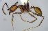  (Pheidole sp16 - MECN-EN-HYM6876)  @11 [ ] CreativeCommons - Attribution Share-Alike (2023) Unspecified Instituto Nacional de Biodiversidad, Ecuador