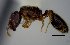  (Pheidole sp62 - MECN-EN-HYM6900)  @11 [ ] CreativeCommons - Attribution Share-Alike (2023) Unspecified Instituto Nacional de Biodiversidad, Ecuador