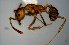  (Pheidole sp55 - MECN-EN-HYM6903)  @11 [ ] CreativeCommons - Attribution Share-Alike (2023) Unspecified Instituto Nacional de Biodiversidad, Ecuador