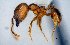  (Pheidole sp33 - MECN-EN-HYM6907)  @11 [ ] CreativeCommons - Attribution Share-Alike (2023) Unspecified Instituto Nacional de Biodiversidad, Ecuador