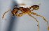  (Pheidole sp34 - MECN-EN-HYM6910)  @11 [ ] CreativeCommons - Attribution Share-Alike (2023) Unspecified Instituto Nacional de Biodiversidad, Ecuador