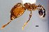  (Pheidole sp7 - MECN-EN-HYM6150)  @11 [ ] CreativeCommons - Attribution Share-Alike (2023) Unspecified Instituto Nacional de Biodiversidad, Ecuador