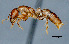  (Centromyrmex sp. 1 - MECN-EN-HYM7347)  @11 [ ] CreativeCommons - Attribution Share-Alike (2023) Unspecified Instituto Nacional de Biodiversidad, Ecuador