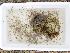  ( - EDNA23-0064820)  @11 [ ] CreativeCommons Attribution NonCommercial ShareAlike (2023) Andy Griffiths Royal Botanic Garden, Edinburgh