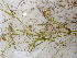  ( - EDNA23-0064820)  @11 [ ] CreativeCommons Attribution NonCommercial ShareAlike (2023) Andy Griffiths Royal Botanic Garden, Edinburgh