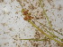  ( - EDNA23-0064820)  @11 [ ] CreativeCommons Attribution NonCommercial ShareAlike (2023) Andy Griffiths Royal Botanic Garden, Edinburgh