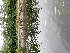  ( - EDNA23-0064820)  @11 [ ] CreativeCommons Attribution NonCommercial ShareAlike (2023) Andy Griffiths Royal Botanic Garden, Edinburgh