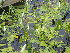 ( - EDNA23-0064822)  @11 [ ] CreativeCommons Attribution NonCommercial ShareAlike (2023) Andy Griffiths Royal Botanic Garden, Edinburgh