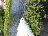  ( - EDNA23-0064822)  @11 [ ] CreativeCommons Attribution NonCommercial ShareAlike (2023) Andy Griffiths Royal Botanic Garden, Edinburgh