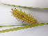  ( - EDNA23-0064990)  @11 [ ] CreativeCommons Attribution NonCommercial ShareAlike (2023) Andy Griffiths Royal Botanic Garden, Edinburgh