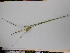  ( - EDNA23-0064990)  @11 [ ] CreativeCommons Attribution NonCommercial ShareAlike (2023) Andy Griffiths Royal Botanic Garden, Edinburgh