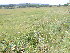  ( - EDNA23-0064990)  @11 [ ] CreativeCommons Attribution NonCommercial ShareAlike (2023) Andy Griffiths Royal Botanic Garden, Edinburgh