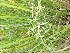  ( - EDNA23-0064992)  @11 [ ] CreativeCommons Attribution NonCommercial ShareAlike (2023) Andy Griffiths Royal Botanic Garden, Edinburgh
