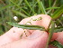  ( - EDNA23-0064992)  @11 [ ] CreativeCommons Attribution NonCommercial ShareAlike (2023) Andy Griffiths Royal Botanic Garden, Edinburgh