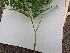  (Pteridium aquilinum subsp. pinetorum - EDNA23-0064998)  @11 [ ] CreativeCommons Attribution NonCommercial ShareAlike (2023) Andy Griffiths Royal Botanic Garden, Edinburgh