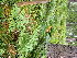  ( - EDNA23-0064998)  @11 [ ] CreativeCommons Attribution NonCommercial ShareAlike (2023) Andy Griffiths Royal Botanic Garden, Edinburgh
