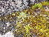  ( - EDNA23-0064993)  @11 [ ] CreativeCommons Attribution NonCommercial ShareAlike (2023) Andy Griffiths Royal Botanic Garden, Edinburgh