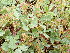  ( - EDNA23-0064995)  @11 [ ] CreativeCommons Attribution NonCommercial ShareAlike (2023) Andy Griffiths Royal Botanic Garden, Edinburgh