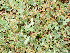  ( - EDNA23-0064995)  @11 [ ] CreativeCommons Attribution NonCommercial ShareAlike (2023) Andy Griffiths Royal Botanic Garden, Edinburgh