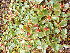  ( - EDNA23-0064997)  @11 [ ] CreativeCommons Attribution NonCommercial ShareAlike (2023) Andy Griffiths Royal Botanic Garden, Edinburgh