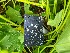  ( - EDNA24-0066459)  @11 [ ] CreativeCommons Attribution NonCommercial ShareAlike (2024) Andy Griffiths Royal Botanic Garden, Edinburgh