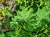  ( - EDNA24-0066459)  @11 [ ] CreativeCommons Attribution NonCommercial ShareAlike (2024) Andy Griffiths Royal Botanic Garden, Edinburgh