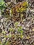  ( - EDNA24-0067045)  @11 [ ] CreativeCommons Attribution NonCommercial ShareAlike (2024) Andy Griffiths Royal Botanic Garden, Edinburgh