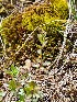  ( - EDNA24-0067045)  @11 [ ] CreativeCommons Attribution NonCommercial ShareAlike (2024) Andy Griffiths Royal Botanic Garden, Edinburgh