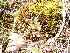  ( - EDNA24-0067045)  @11 [ ] CreativeCommons Attribution NonCommercial ShareAlike (2024) Andy Griffiths Royal Botanic Garden, Edinburgh