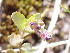  ( - EDNA24-0067045)  @11 [ ] CreativeCommons Attribution NonCommercial ShareAlike (2024) Andy Griffiths Royal Botanic Garden, Edinburgh