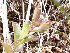  ( - EDNA24-0067045)  @11 [ ] CreativeCommons Attribution NonCommercial ShareAlike (2024) Andy Griffiths Royal Botanic Garden, Edinburgh