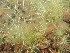  ( - EDNA24-0067052)  @11 [ ] CreativeCommons Attribution NonCommercial ShareAlike (2024) Andy Griffiths Royal Botanic Garden, Edinburgh