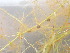  ( - EDNA24-0067052)  @11 [ ] CreativeCommons Attribution NonCommercial ShareAlike (2024) Andy Griffiths Royal Botanic Garden, Edinburgh