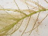  ( - EDNA24-0067052)  @11 [ ] CreativeCommons Attribution NonCommercial ShareAlike (2024) Andy Griffiths Royal Botanic Garden, Edinburgh