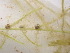  ( - EDNA24-0067052)  @11 [ ] CreativeCommons Attribution NonCommercial ShareAlike (2024) Andy Griffiths Royal Botanic Garden, Edinburgh