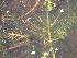  ( - EDNA24-0067053)  @11 [ ] CreativeCommons Attribution NonCommercial ShareAlike (2024) Andy Griffiths Royal Botanic Garden, Edinburgh