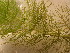  ( - EDNA24-0067053)  @11 [ ] CreativeCommons Attribution NonCommercial ShareAlike (2024) Andy Griffiths Royal Botanic Garden, Edinburgh