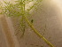  ( - EDNA24-0067053)  @11 [ ] CreativeCommons Attribution NonCommercial ShareAlike (2024) Andy Griffiths Royal Botanic Garden, Edinburgh