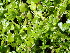  ( - EDNA24-0067054)  @11 [ ] CreativeCommons Attribution NonCommercial ShareAlike (2024) Andy Griffiths Royal Botanic Garden, Edinburgh